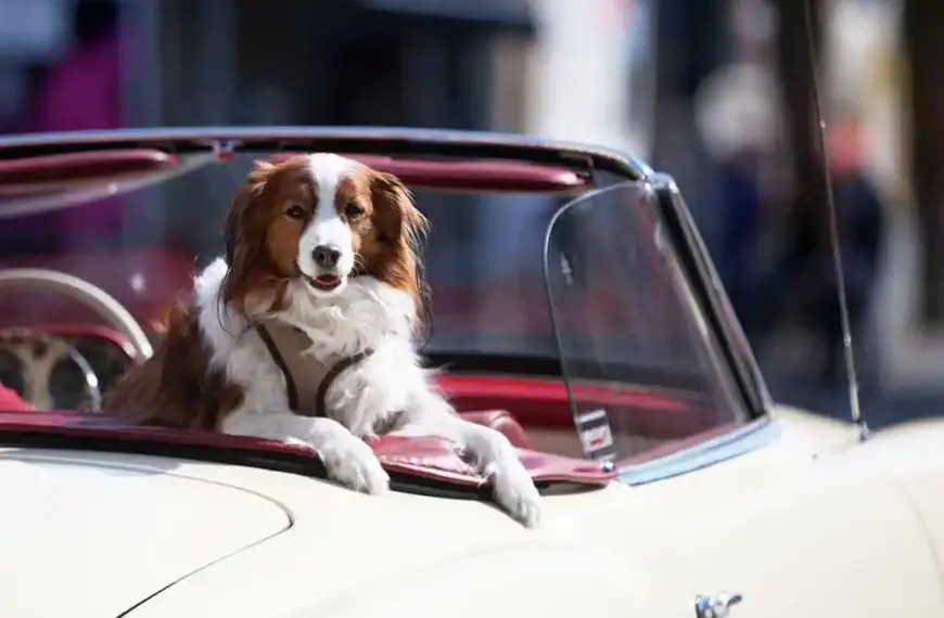 Veterinäre fordern Haustierführerschein für Privatpersonen
