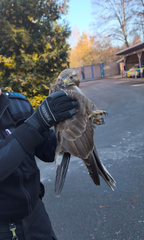 Verletzter Greifvogel von der Autobahn gerettet