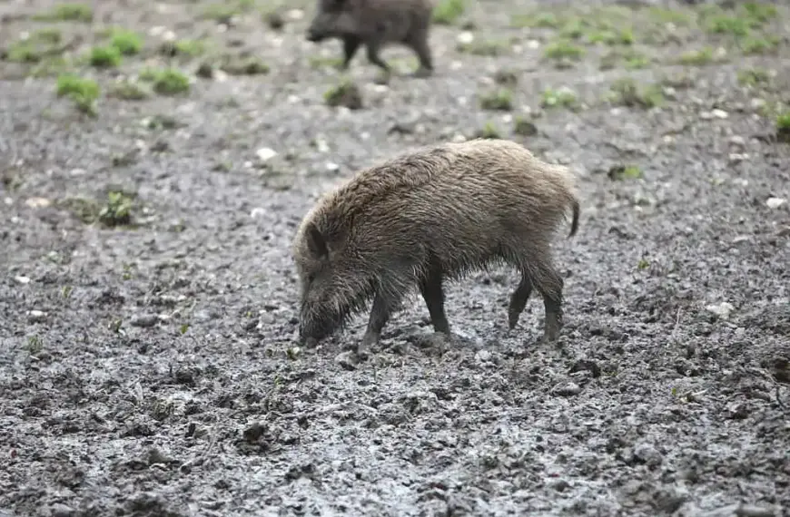 ASP-Sperrzone II in Sachsen vollständig aufgehoben