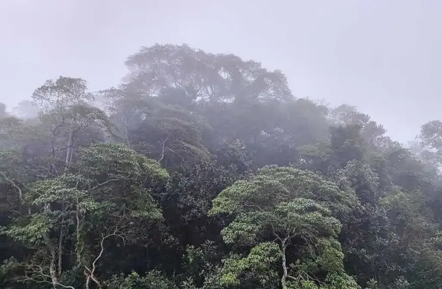 EU-Staaten bei Entwaldungsverordnung einig
