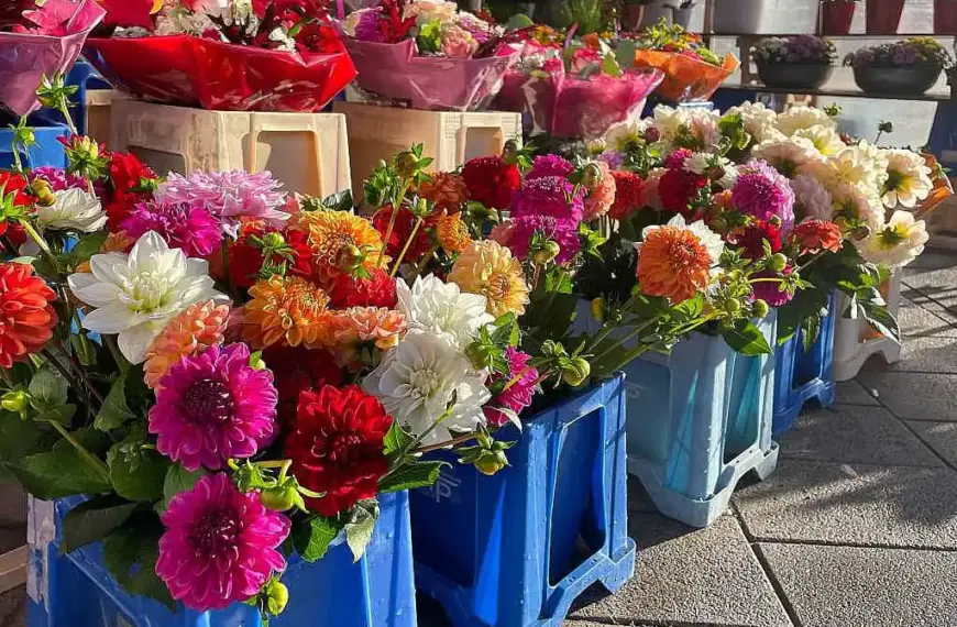 Blumenproduktion in Deutschland rückläufig