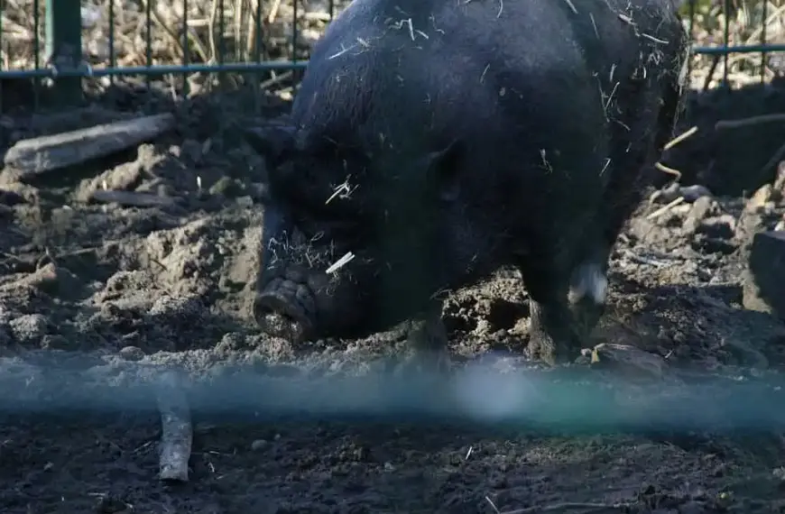 Schweinebestand leicht gewachsen – erneut weniger Betriebe