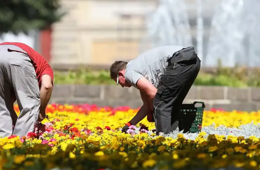 Weniger Torf in Blumenerden und Kultursubstraten