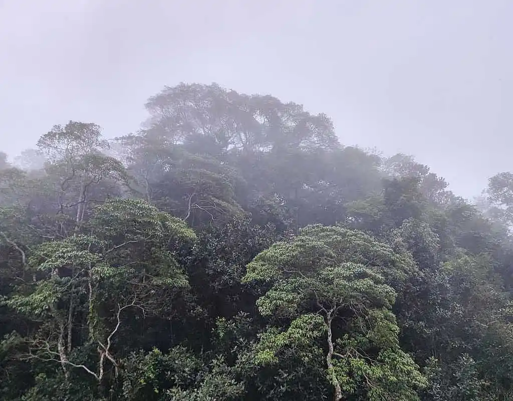 EU einigt sich auf Abschwächung von Entwaldungsrichtlinie