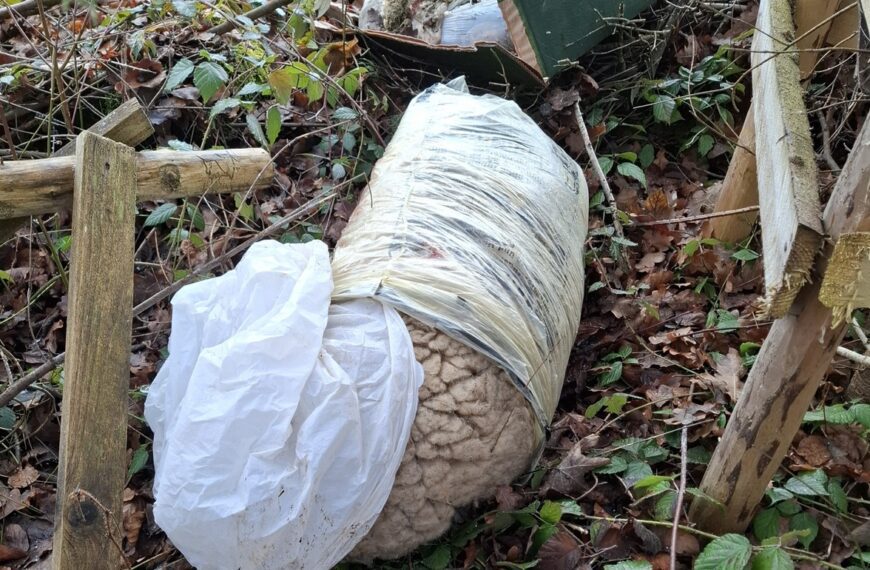 Ingoldingen: Säcke mit Tierresten eines Schafs am Waldrand entsorgt