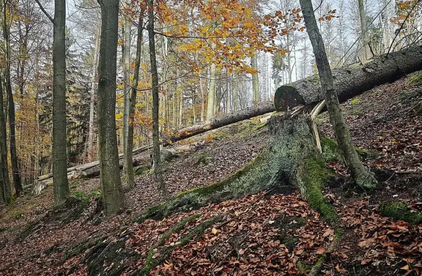 Trump-Regierung drängt Berlin zu Ausnahme in EU-Waldschutzgesetz